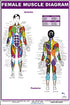 Female Muscle Diagram Poster