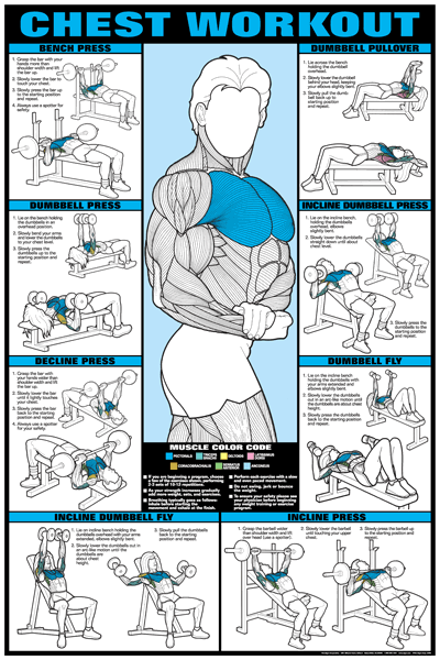 Algra Co Ed Series Chest Workout Chart The Fitness Store