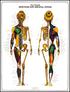 Algra Female Muscular & Skeletal Poster