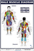 Male Muscle Diagram Poster